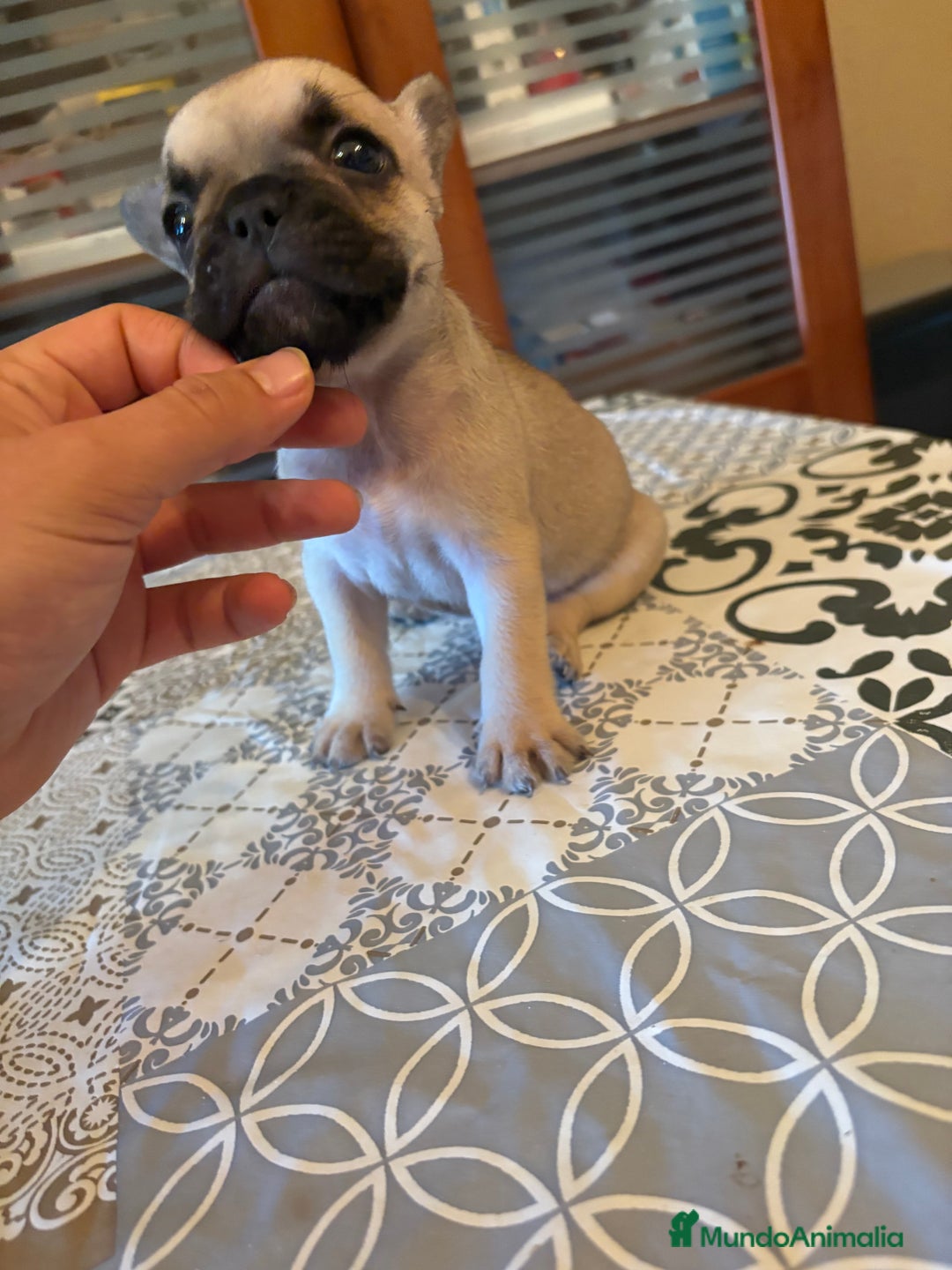 Bulldog Francés perros en venta: Bulldog francés  - Imagen 3