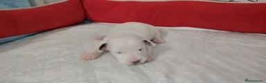 Jack Russell Terrier 2