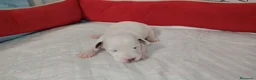 Jack Russell Terrier perros en venta: Jack russel - Anuncio 2