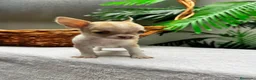 Chihuahua perros en venta:  🐾 DOS PRECIOSAS CHIHUAHUAS HEMBRAS 🐾 - Anuncio 20