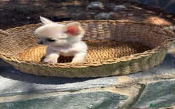 Chihuahua perros en venta: Chihuahua Micro Toy Hembra !!! - Imagen 14