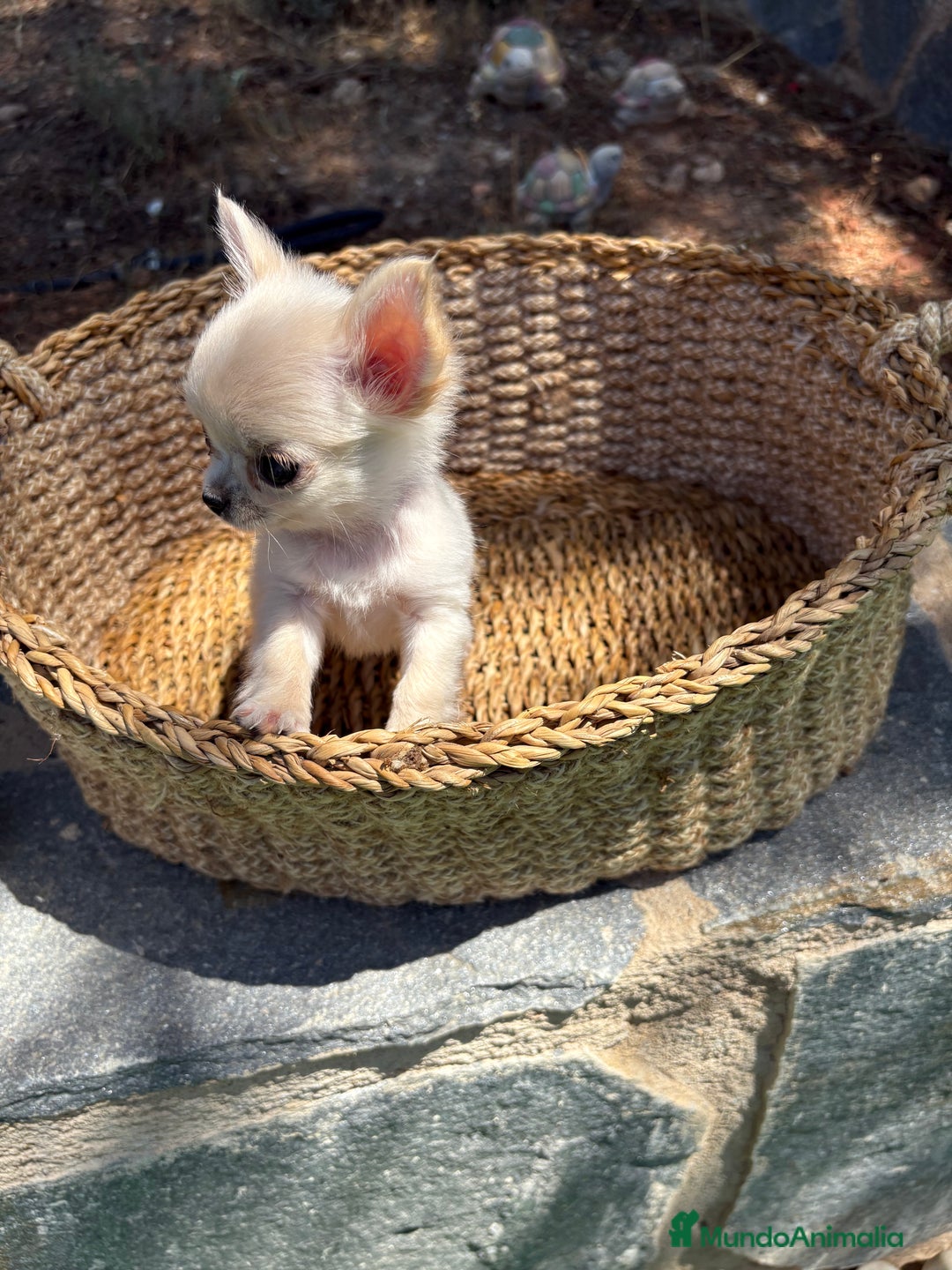 Chihuahua perros en venta: Chihuahua Micro Toy Hembra !!! - Imagen 14