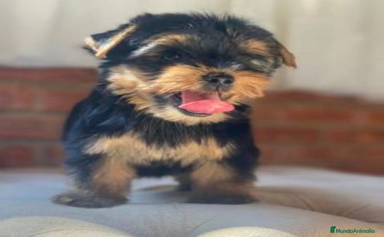 Yorkshire Terrier perros - Anuncio 4