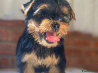 Yorkshire Terrier perros - Anuncio 17