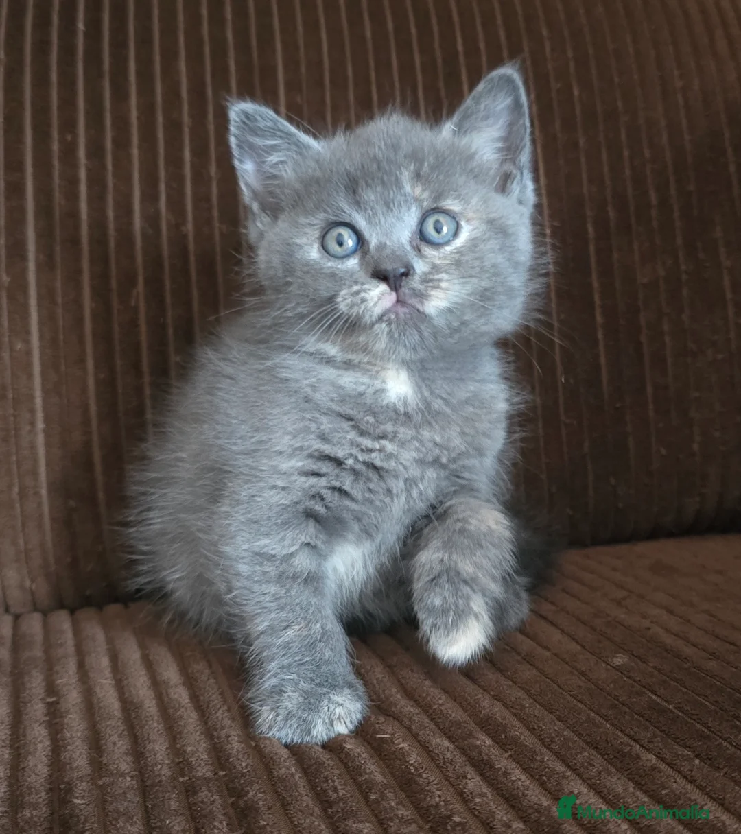 Británico de Pelo Corto gatos en venta: Gatcot.com - Anuncio 2