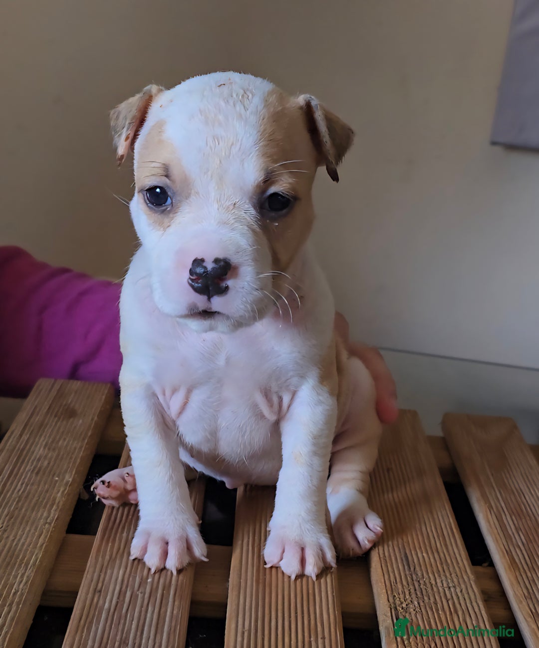 American Staffordshire-Terrier perros en venta: American Staffordshire Terrier  - Anuncio 3