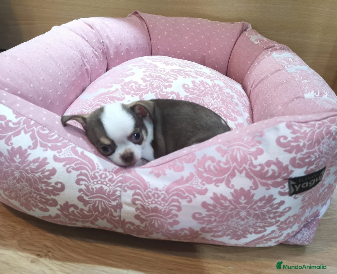 Chihuahua perros en venta: Chihuahuas  en Barcelona - Anuncio 5