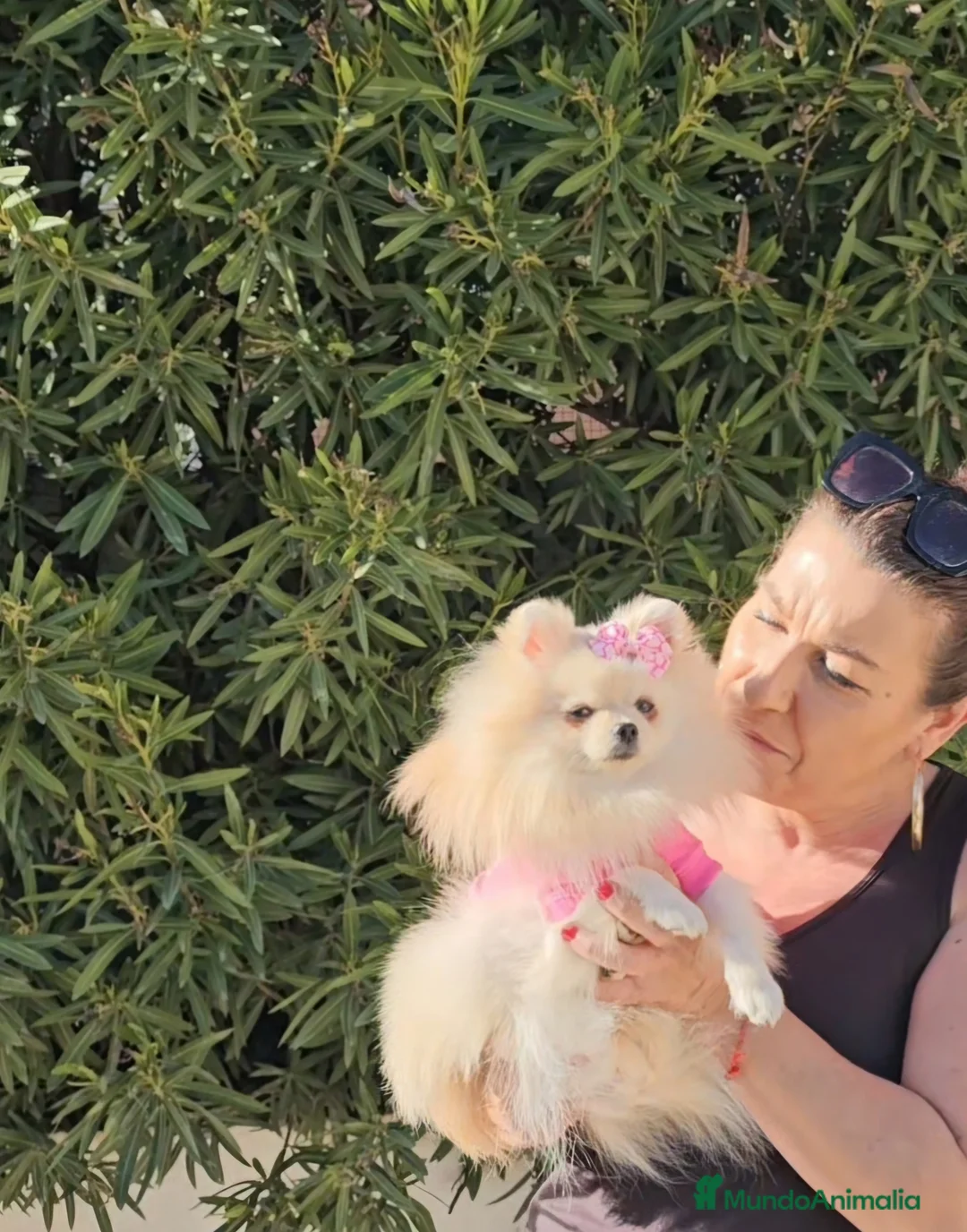 Pomerania perros en venta: POMERANIA HEMBRA MINIATURA - Anuncio 1