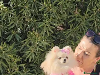 Pomerania perros POMERANIA MINIATURA - Anuncio 1