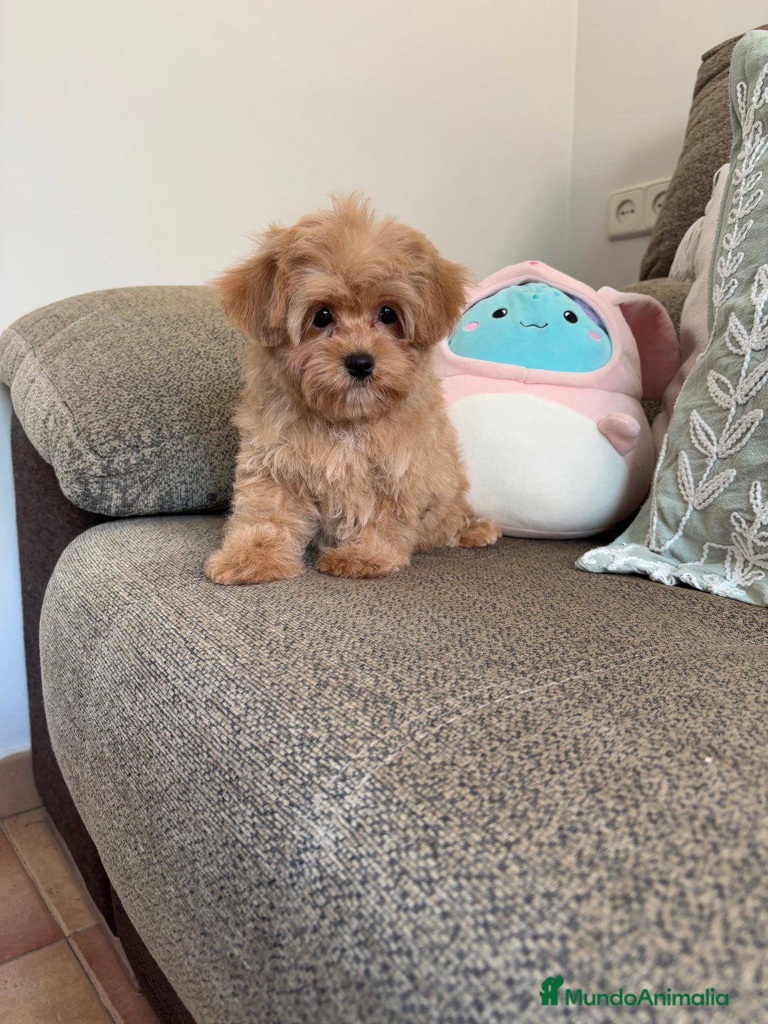 Maltipoo perros en venta: Maltipoo toy Hwmbra  - Anuncio 7