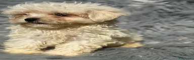 Bichón Maltés 1