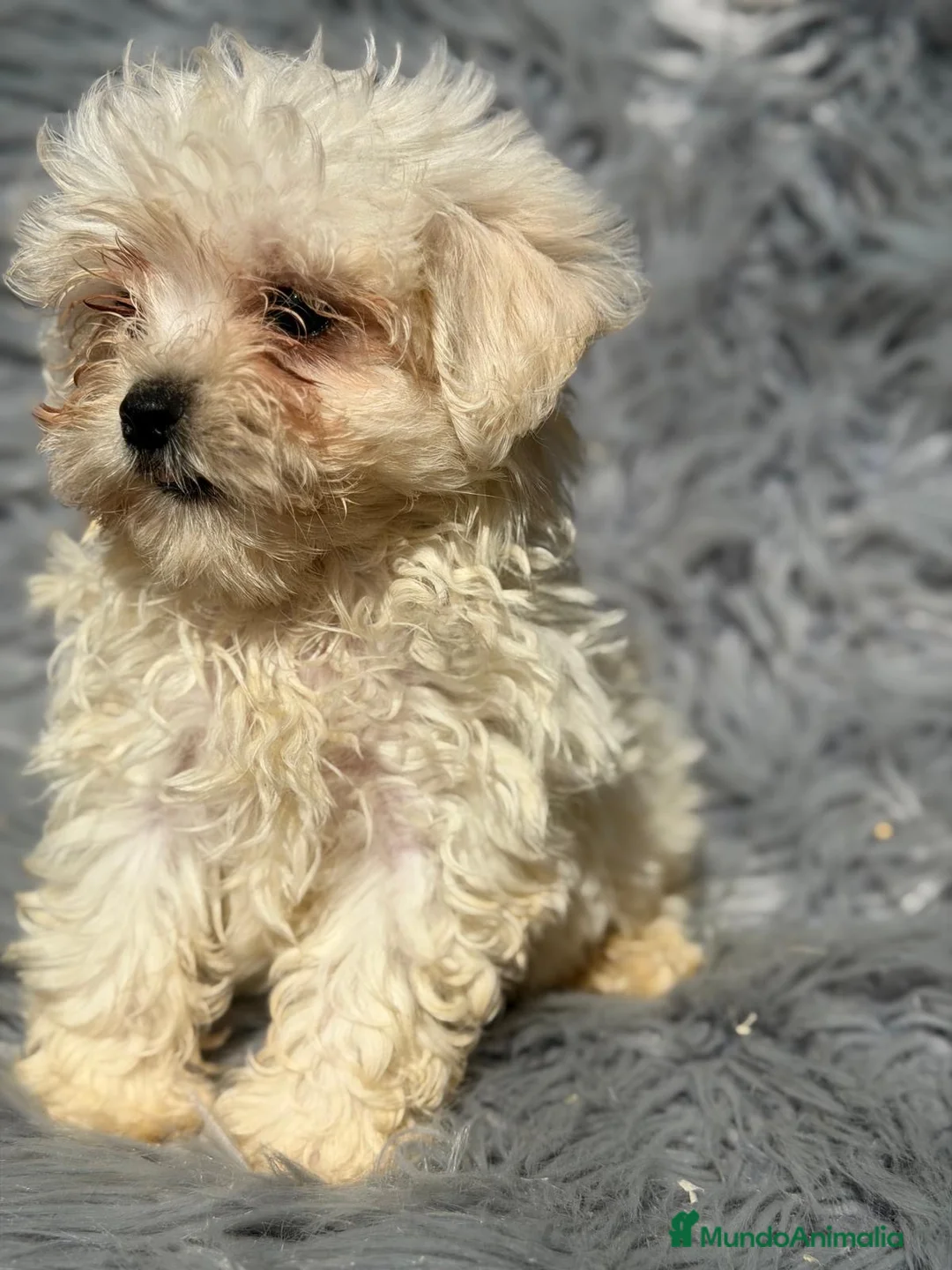 Bichón Maltés perros en venta: Bichon maltés  - Anuncio 3
