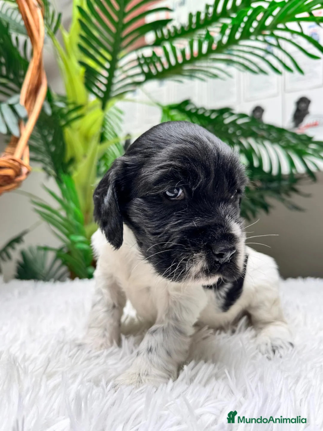 Cocker Spaniel Inglés perros en venta: COCKER SPANIEL INGLES - Anuncio 7