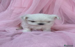 Bichón Maltés perros en venta: Bichón maltes coreano Macho y Hembra  - Imagen 1