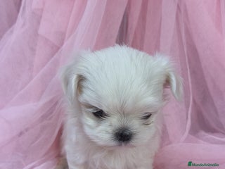 Bichón Maltés perros - Anuncio 1