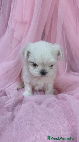 Bichón Maltés perros - Anuncio 1