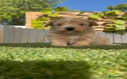 Maltipoo perros en venta: MALTIPOO MACHO - Imagen 19