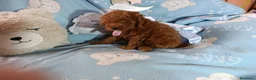 Caniche Toy perros en venta: Macho caniche 50% asiático  - Anuncio 2