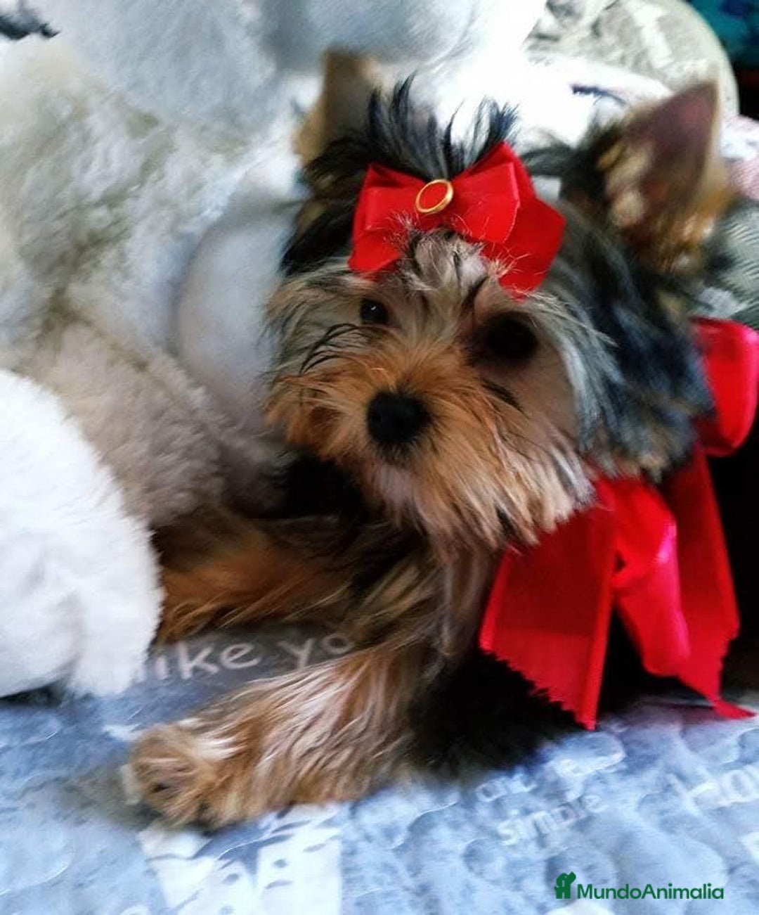 Yorkshire Terrier perros en venta: Camada yorkshire terrier - Anuncio 12