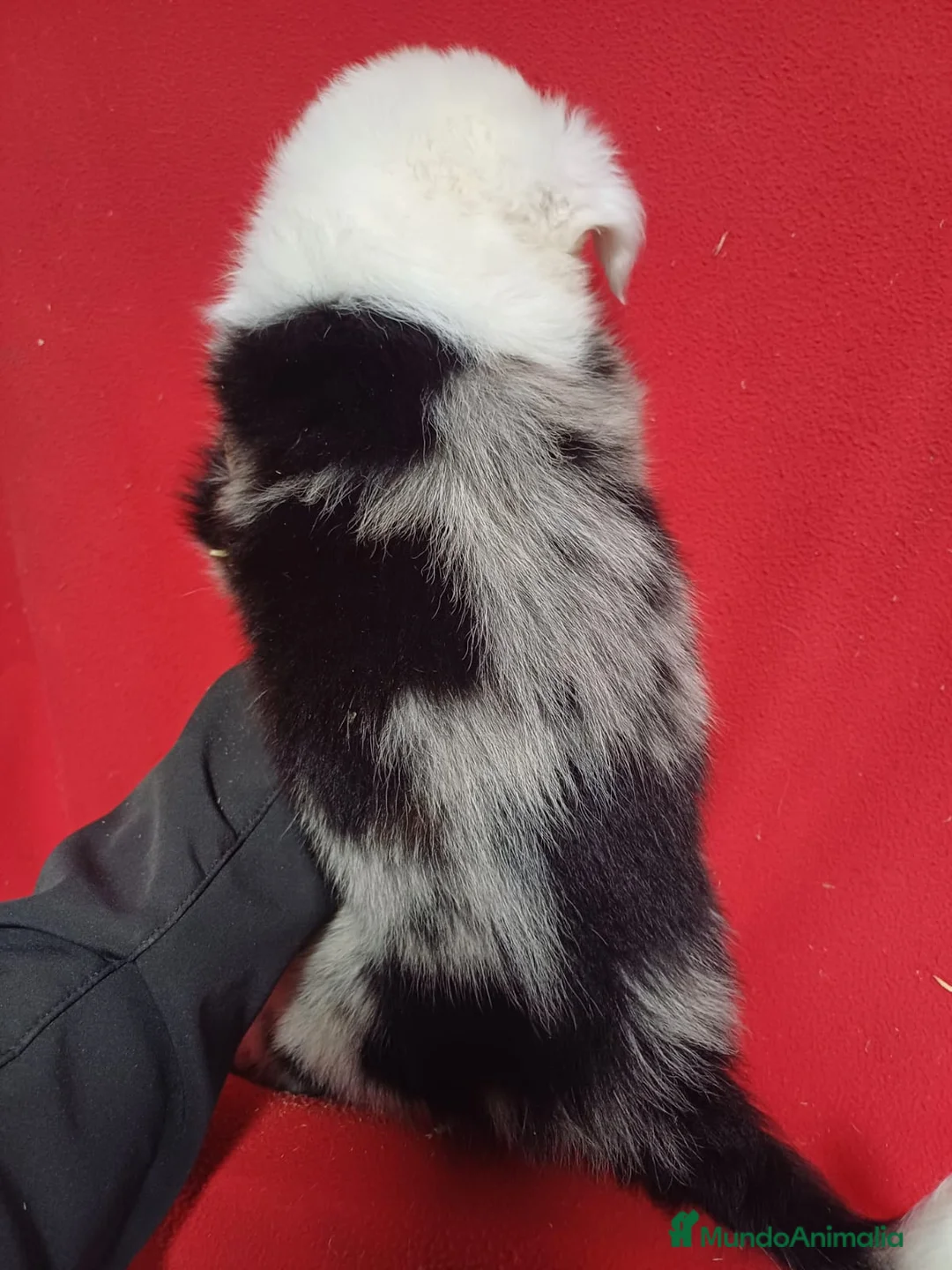 Border Collie perros en venta: Border Collie Merle  - Anuncio 3