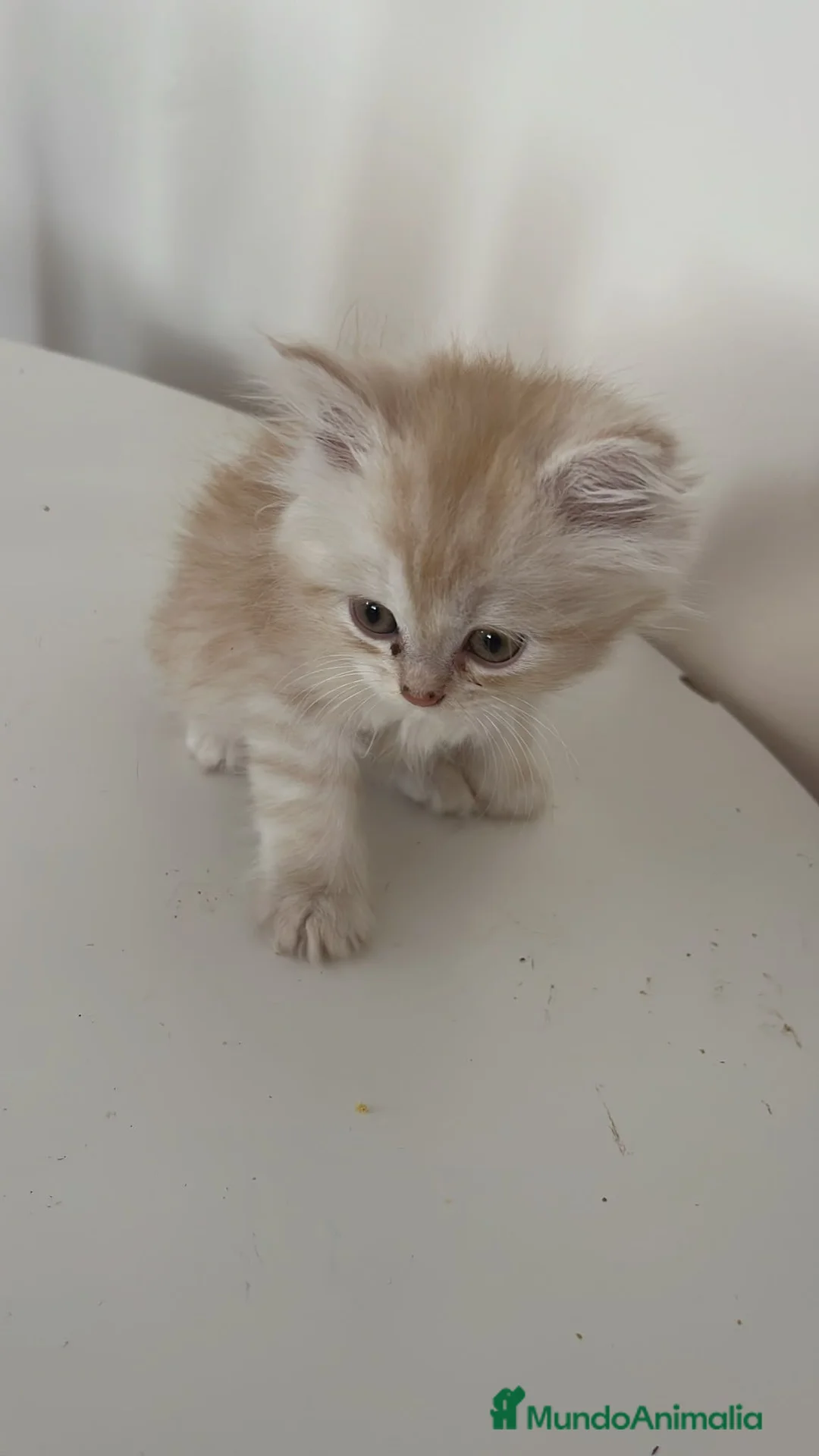 Persa gatos en venta: Gatos persas  - Anuncio 2