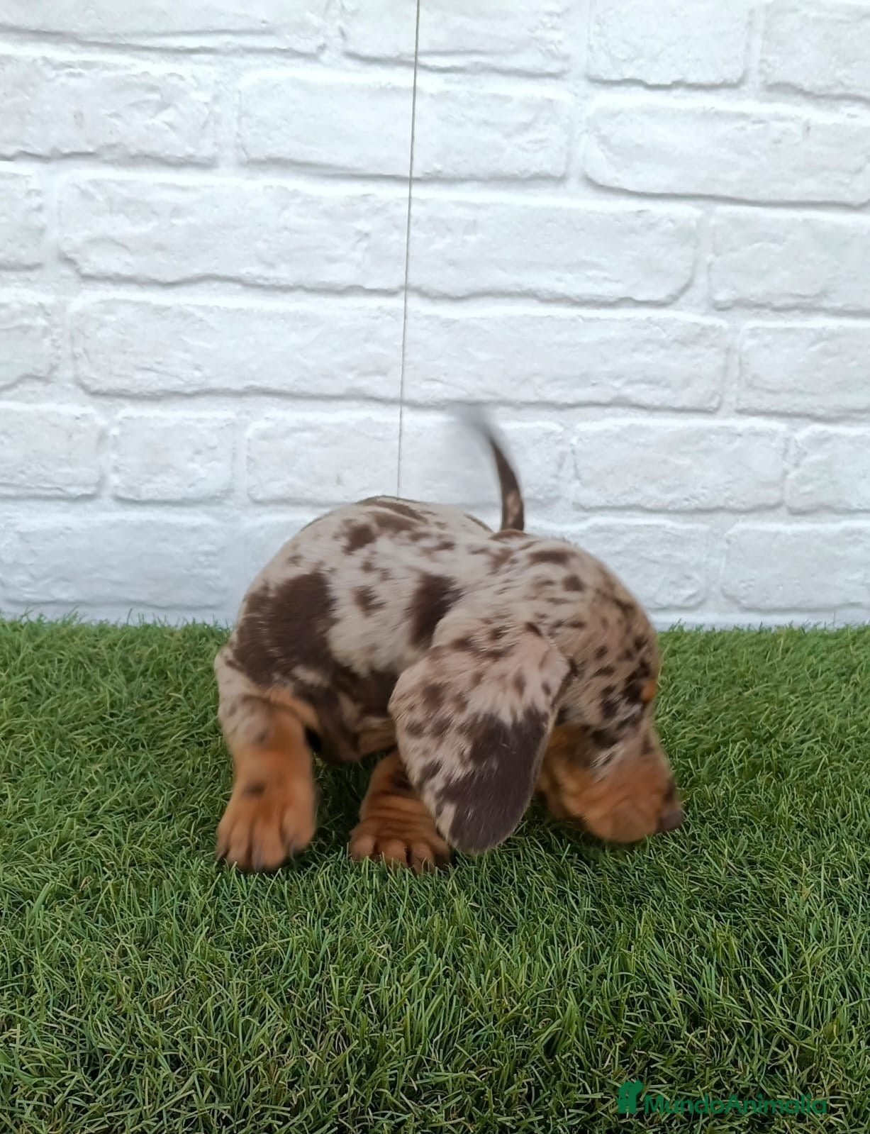 Teckel Miniatura perros Teckel miniatura arlequín chocolate  - Anuncio 1