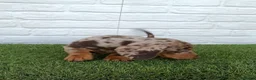 Teckel Miniatura perros en venta: Teckel miniatura arlequín chocolate  - Anuncio 1