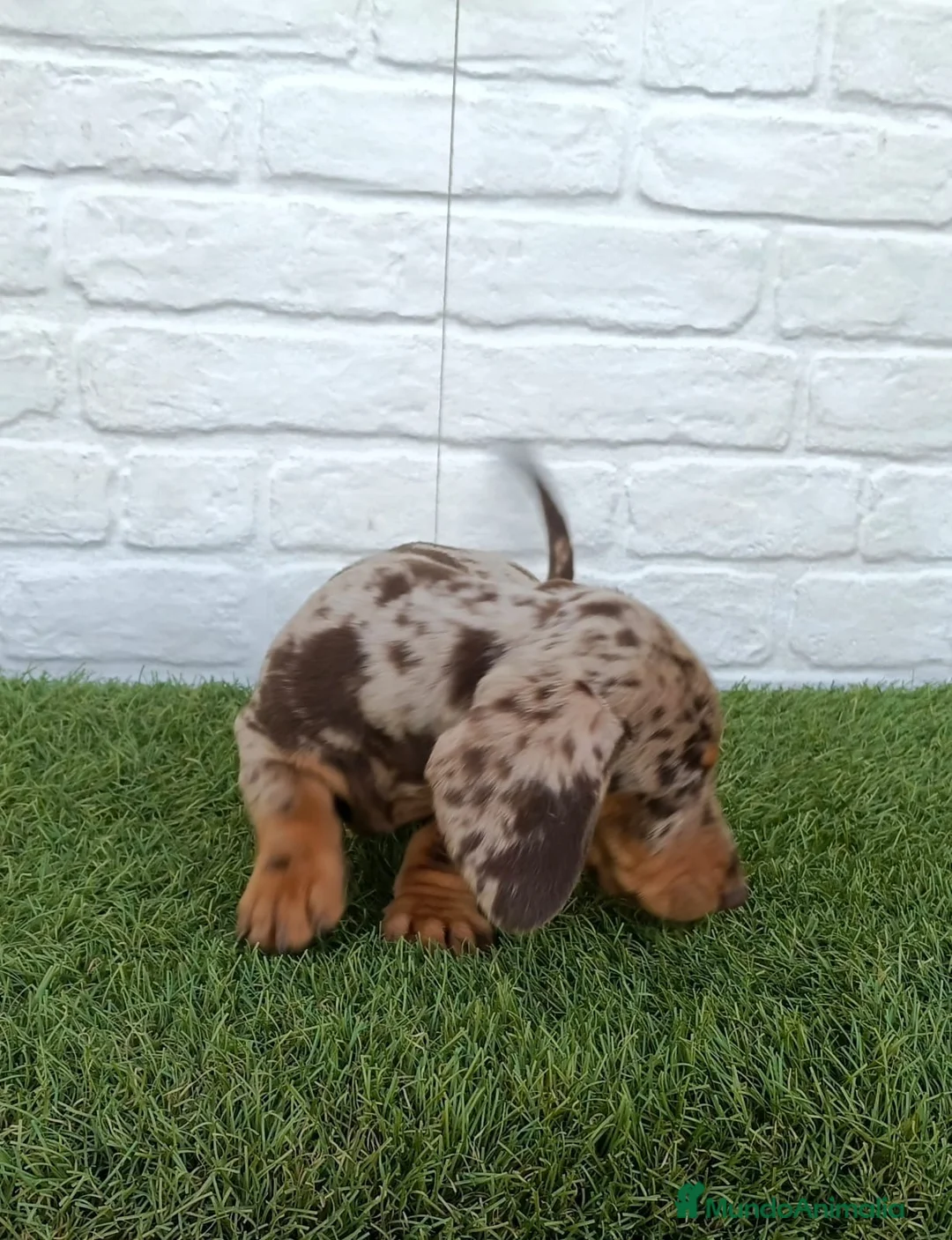 Teckel Miniatura perros en venta: Teckel miniatura arlequín chocolate  - Anuncio 1