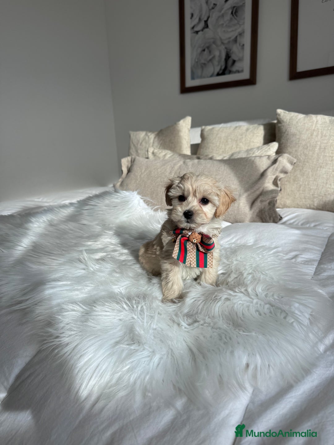 Maltipoo perros en venta: Maltipoo - Anuncio 3
