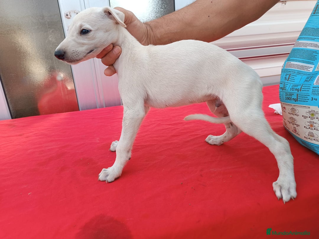 Galgo Español perros en venta: camada de galgo español  - Imagen 2