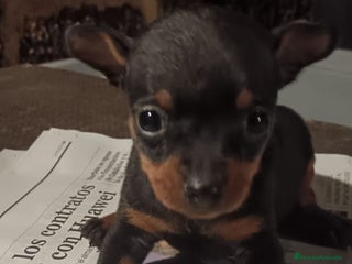 Pinscher Miniatura perros Cachorros de mini piña Her Toy - Anuncio 1