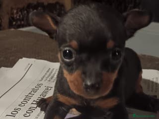 Pinscher Miniatura perros Cachorros de mini pinscher Toy - Anuncio 14