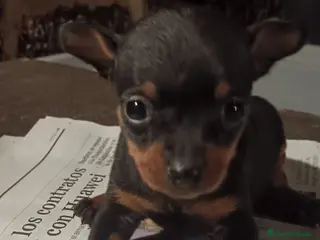 Pinscher Miniatura perros Cachorros de mini pinscher Toy - Anuncio 16