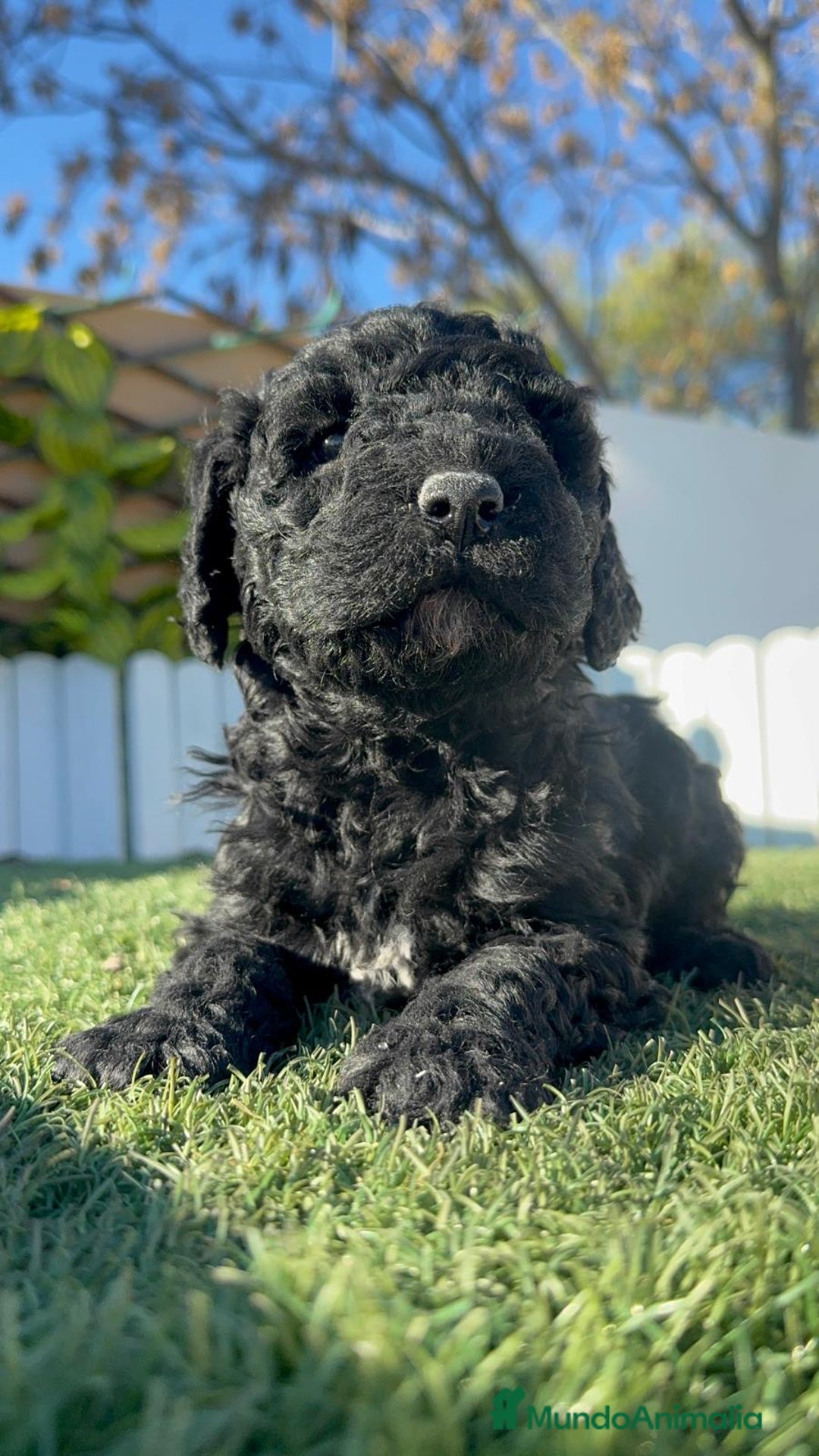 Perro de Agua Español perros en venta: PERRO DE AGUA HEMBRA - Anuncio 5