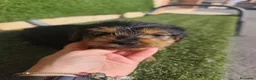 Yorkshire Terrier perros en venta: Cachorros Yorkshire terrier en Zaragoza - Anuncio 7