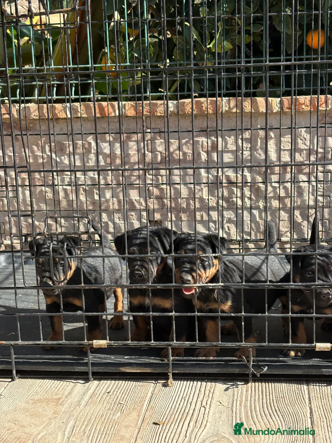 Terrier Alemán de Caza perros en venta: Disponibles cachorros Jagd terrier  - Anuncio 8