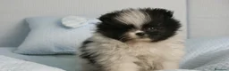 Pomerania perros en venta: CACHORROS DE POMERANIA  - Anuncio 18
