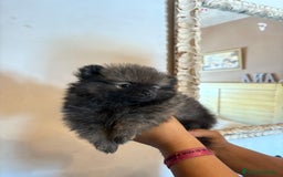 Pomerania perros en venta: Lulus de Pomerania hembras  - Imagen 2