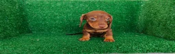Teckel Miniatura perros en venta: Teckel miniatura  - Anuncio 16