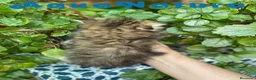 Scottish Straight gatos en venta: Scottish Straight Longhair Hembra AQUANATURA - Anuncio 3