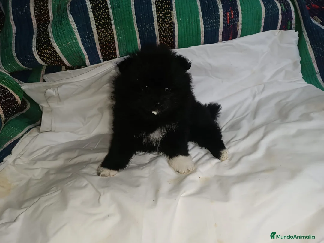 Pomerania perros en venta: POMERANIAS MACHITOS  - Anuncio 1