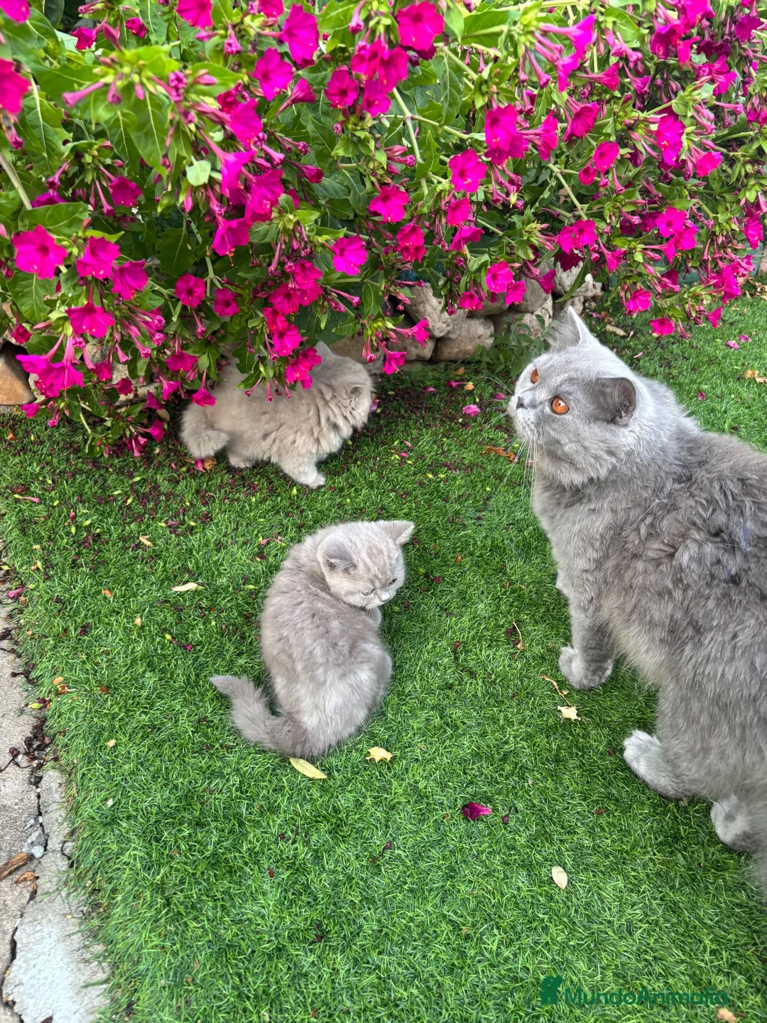 Británico de Pelo Corto Azul gatos en venta: British Blue y Lilac - Anuncio 1