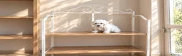 Bichón Maltés perros en venta: Preciosos Bichon maltes - Anuncio 1