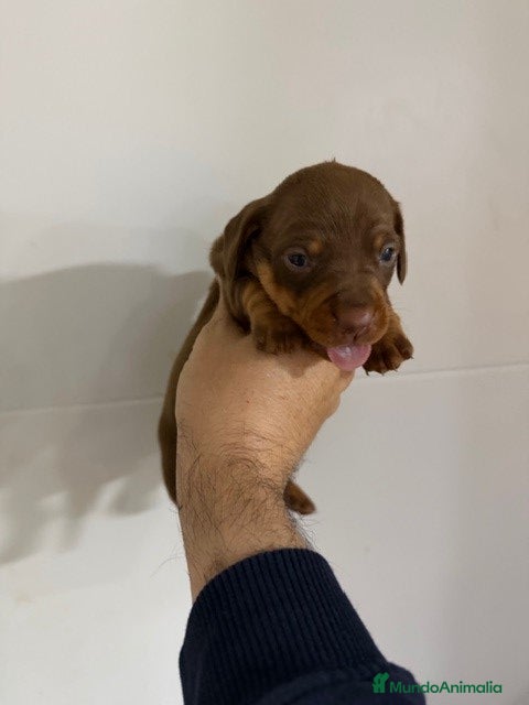 Teckel Miniatura perros teckel mini - Anuncio 1