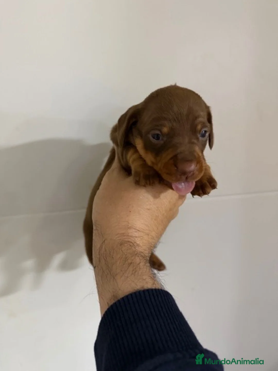 Teckel Miniatura perros en venta: teckel mini - Anuncio 1