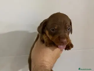 Teckel Miniatura perros teckel mini - Anuncio 1