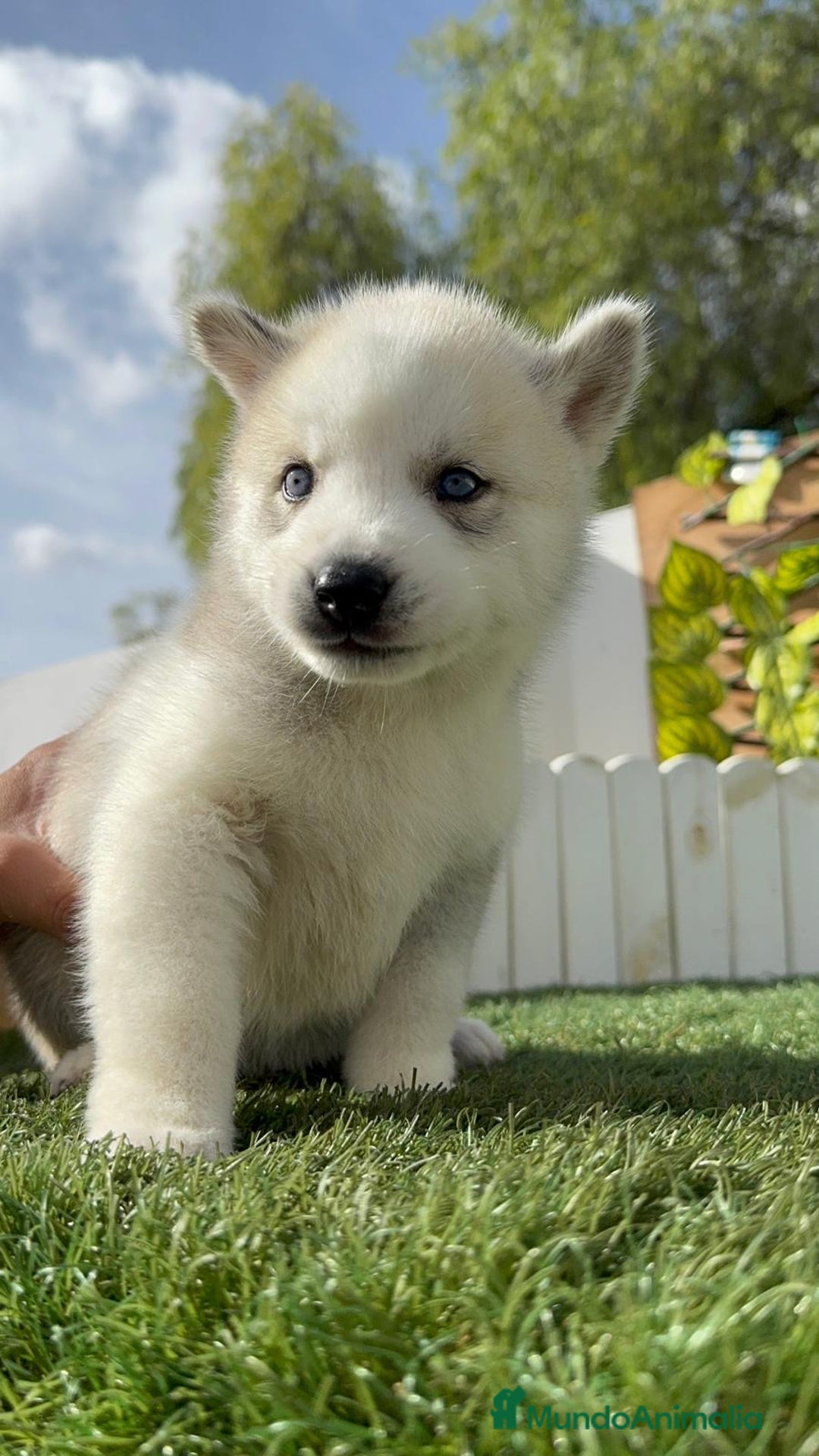 Husky Siberiano perros en venta: HUSKY - Imagen 21