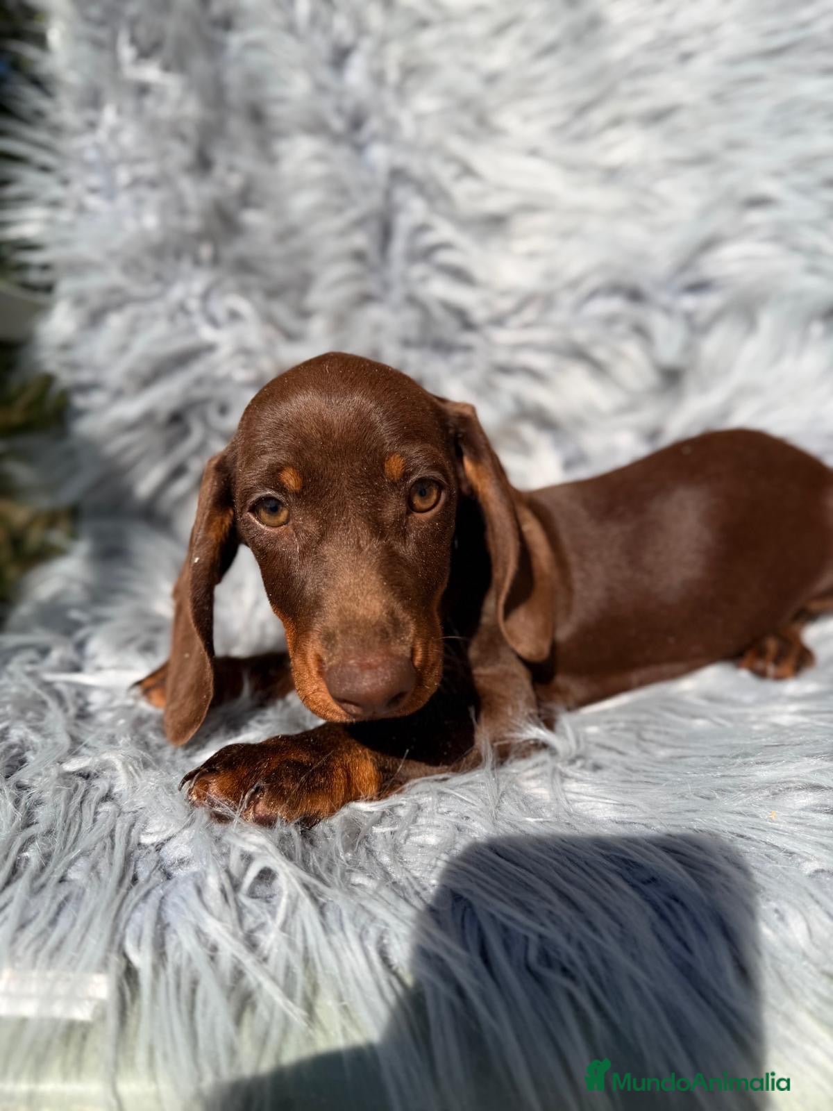 Teckel Miniatura perros Teckel choco - Anuncio 4