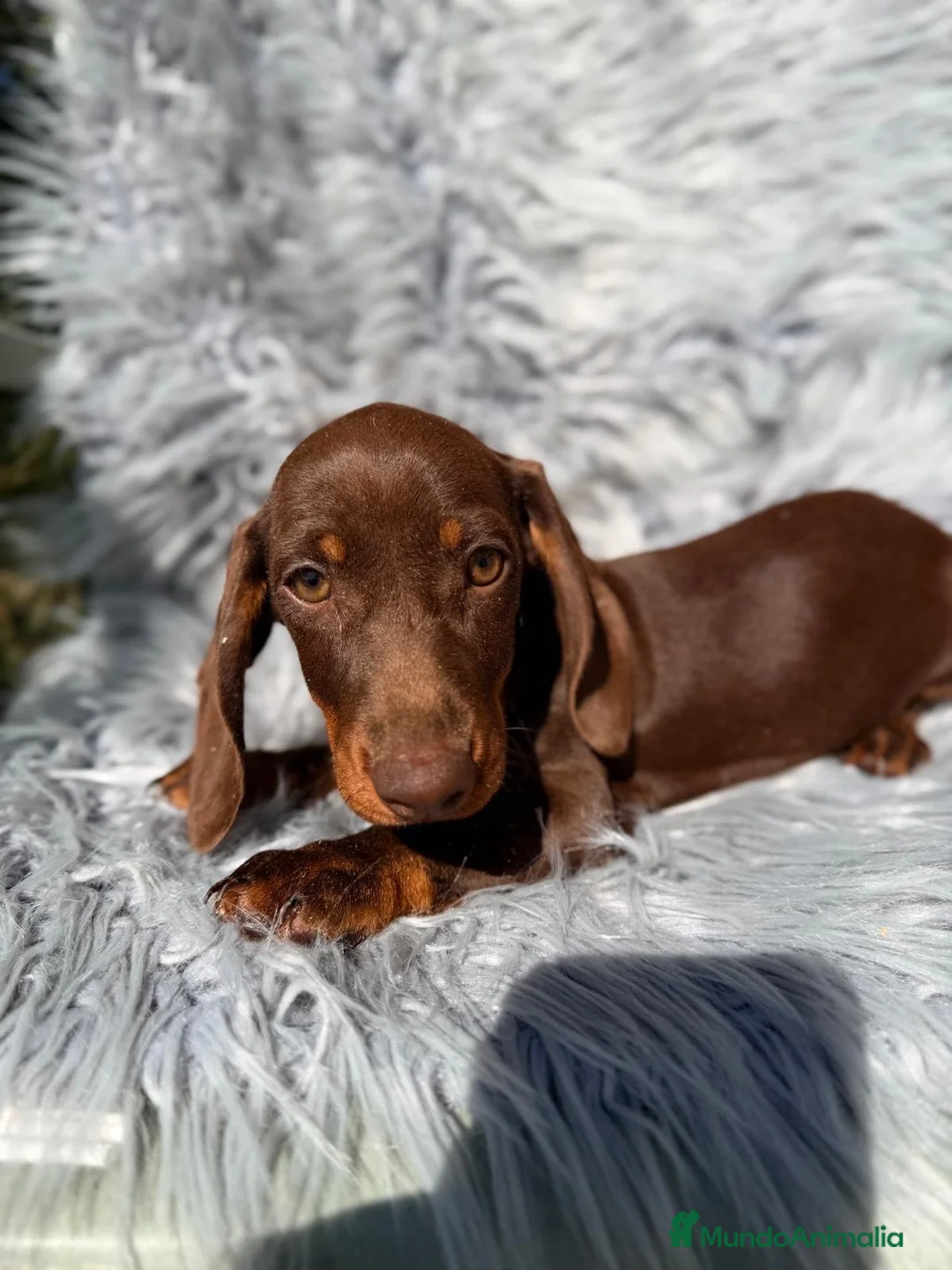 Teckel Miniatura perros en venta: Teckel choco - Anuncio 1