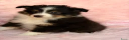 Perro Pastor de las Shetland perros en venta: Hembra Shetland tricolor  - Anuncio 1